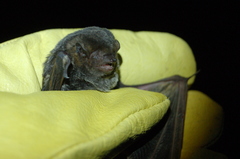 Lasiurus blossevillii