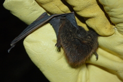 Lasiurus blossevillii