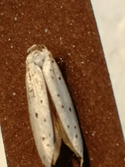 Yponomeuta malinellus