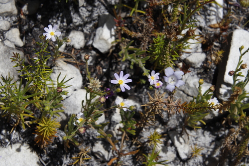 Image of Zyrphelis foliosa by (c) Tony Rebelo, some rights reserved (CC BY-SA)