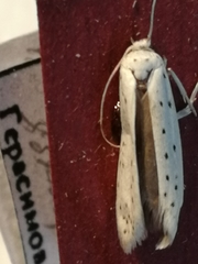 Yponomeuta malinellus