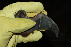 Lasiurus blossevillii