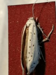 Yponomeuta malinellus