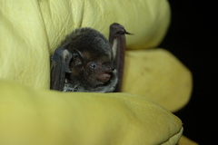 Lasiurus blossevillii