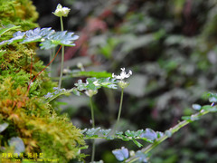 Elatostema obtusum trilobulatum