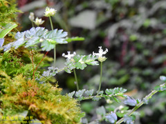 Elatostema obtusum trilobulatum