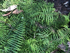 Gleichenia microphylla