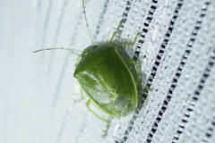 Glaucias subpunctatus