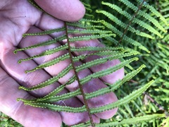 Gleichenia microphylla