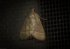 Hypsopygia decoloralis