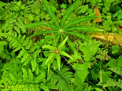 Paris polyphylla stenophylla