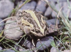 Pleurodema marmoratum