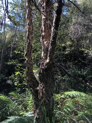 Melaleuca linariifolia