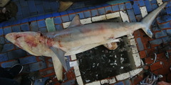 Carcharhinus brevipinna