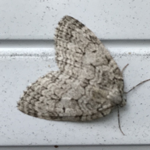Epirrita autumnata
