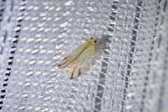 Catullia vittata