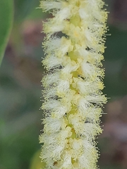 Acacia mangium