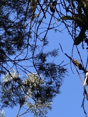 Melaleuca linariifolia