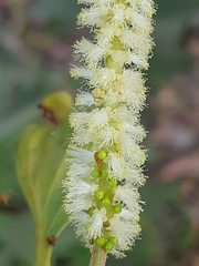 Acacia mangium
