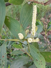 Acacia mangium