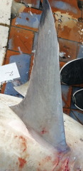 Carcharhinus brevipinna