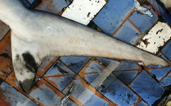 Carcharhinus brevipinna