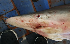 Carcharhinus brevipinna