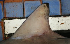 Carcharhinus brevipinna