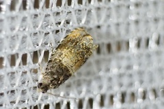 Olethreutes orthocosma