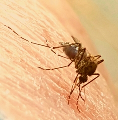 Aedes vigilax