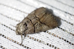 Protomiselia bilinea