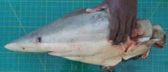 Carcharhinus brevipinna