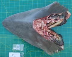 Carcharhinus brevipinna