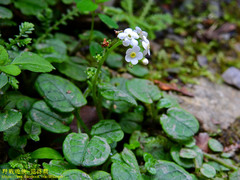 Trigonotis formosana elevatovenosa