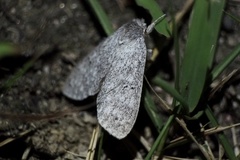 Cnethodonta grisescens