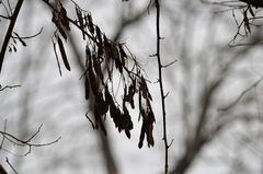 Robinia pseudoacacia
