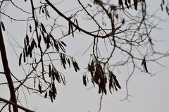 Robinia pseudoacacia