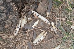 Robinia pseudoacacia