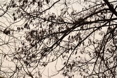 Robinia pseudoacacia