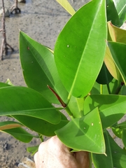 Rhizophora apiculata