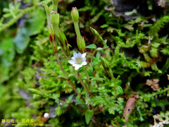 Gentiana flavomaculata yuanyanghuensis
