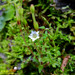 Gentiana flavomaculata yuanyanghuensis - Photo (c) Kinmatsu Lin, algunos derechos reservados (CC BY-NC), subido por Kinmatsu Lin