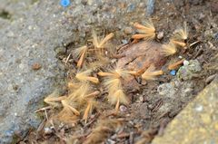 Platanus × hispanica