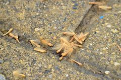 Platanus × hispanica