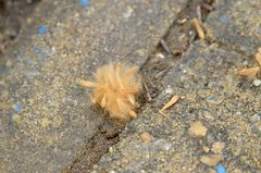 Platanus × hispanica