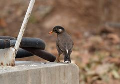 Spodiopsar cineraceus