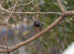 Spodiopsar cineraceus