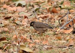 Spodiopsar cineraceus