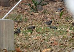 Spodiopsar cineraceus