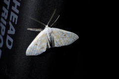 Scopula confusa